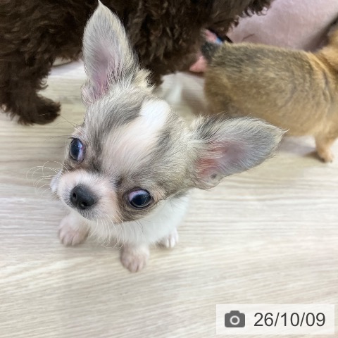 チワワの写真