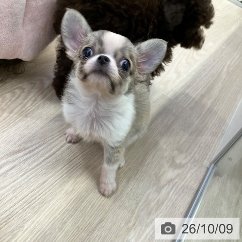チワワの写真