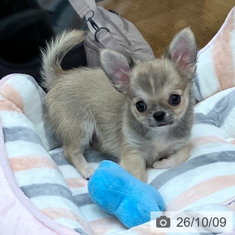 三重県のチワワ(ロング) (ペットプラス 東員店/2026年7月28日生まれ/男の子/フォーン)の子犬の4枚目の画像