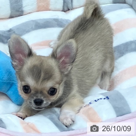三重県のチワワ(ロング) (ペットプラス 東員店/2026年7月28日生まれ/男の子/フォーン)の子犬の3枚目の画像