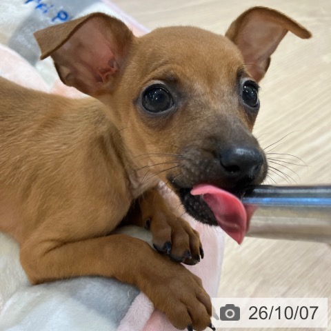 富山県のミニチュアピンシャー (ペットプラス 高岡店/2026年8月3日生まれ/女の子/レッド)の子犬の4枚目の画像