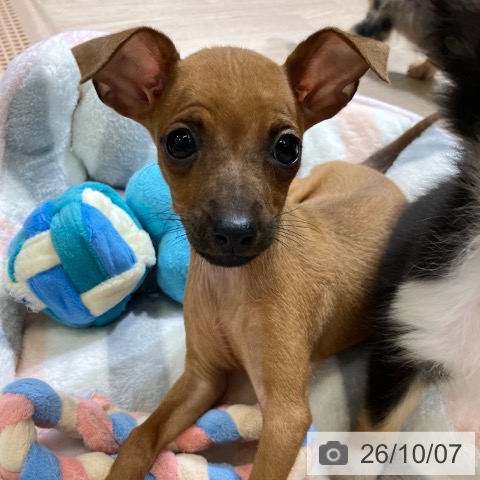 富山県のミニチュアピンシャー (ペットプラス 高岡店/2026年8月3日生まれ/女の子/レッド)の子犬の3枚目の画像