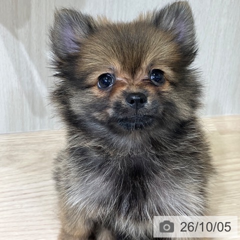 富山県のポメラニアン (ペットプラス 高岡店/2026年8月3日生まれ/女の子/オレンジセーブル)の子犬の4枚目の画像
