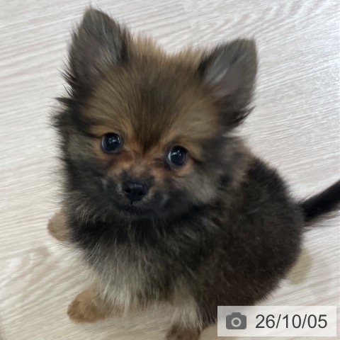 富山県のポメラニアン (ペットプラス 高岡店/2026年8月3日生まれ/女の子/オレンジセーブル)の子犬の3枚目の画像