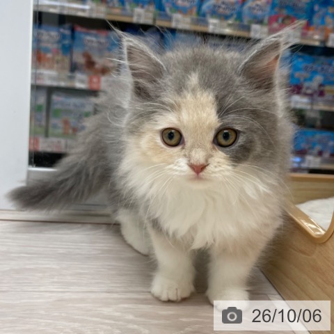 愛知県のスコティッシュフォールド (ペットプラス イオンモール長久手店/2026年7月28日生まれ/女の子/ダイリュートキャリコ)の子猫の4枚目の画像