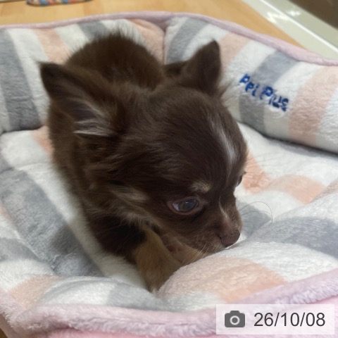 チワワの写真