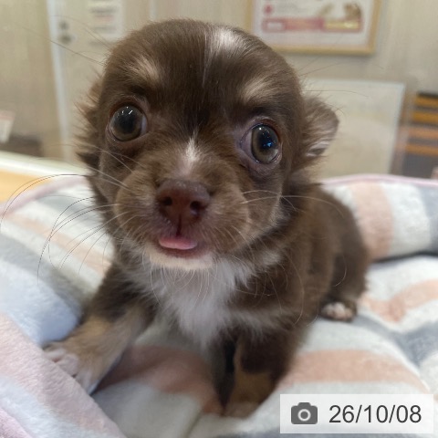 チワワの写真