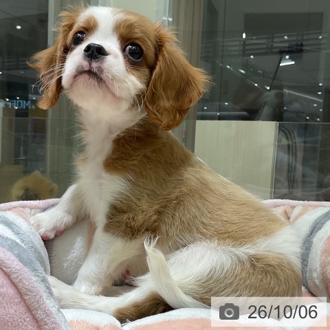 愛知県のキャバリアキングチャールズスパニエル (ペットプラス イオンモール豊川店/2026年8月2日生まれ/男の子/ブレンハイム)の子犬の3枚目の画像