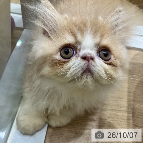 エキゾチックの写真