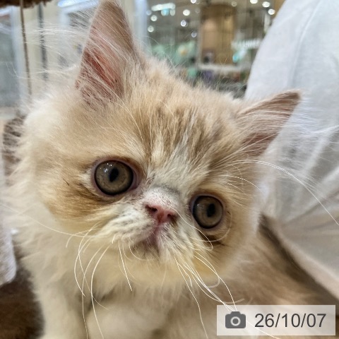 エキゾチックの写真