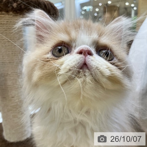 エキゾチックの写真