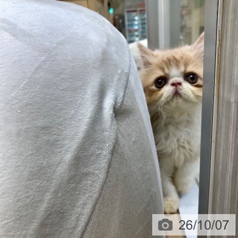 エキゾチックの写真
