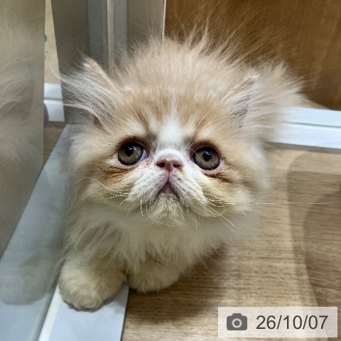 エキゾチックの写真