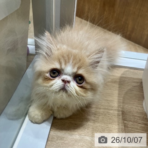 エキゾチックの写真
