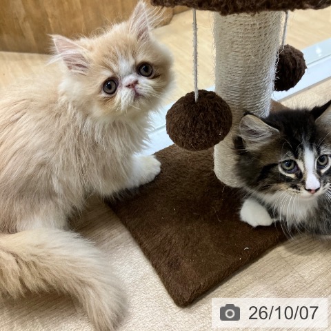 エキゾチックの写真