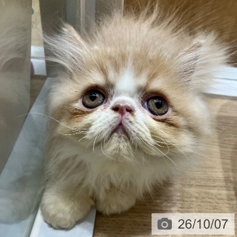 エキゾチックの写真