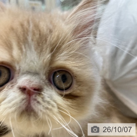 エキゾチックの写真