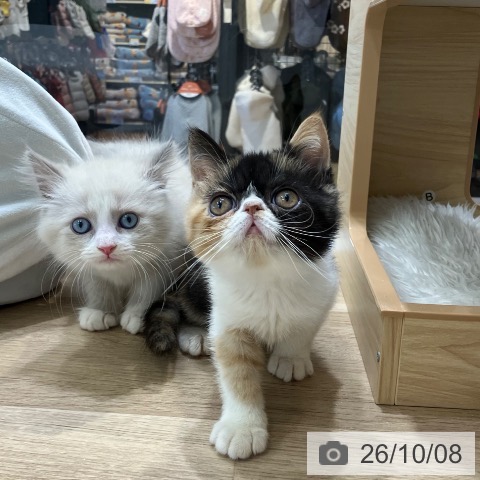 愛知県のエキゾチック (ペットプラス 熱田店/2026年7月22日生まれ/女の子/キャリコ)の子猫の3枚目の画像