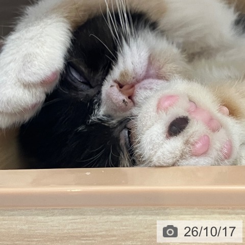 愛知県のエキゾチック (ペットプラス 熱田店/2026年7月22日生まれ/女の子/キャリコ)の子猫の3枚目の画像