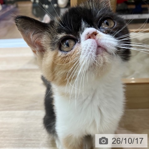 愛知県のエキゾチック (ペットプラス 熱田店/2026年7月22日生まれ/女の子/キャリコ)の子猫の4枚目の画像