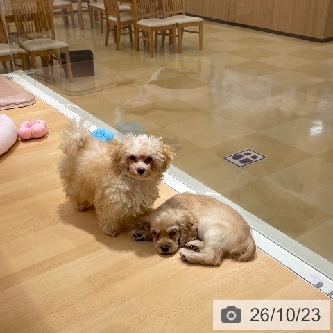 石川県のアメリカンコッカースパニエル (ペットプラス 新小松店/2026年8月2日生まれ/男の子/バフ)の子犬の4枚目の画像