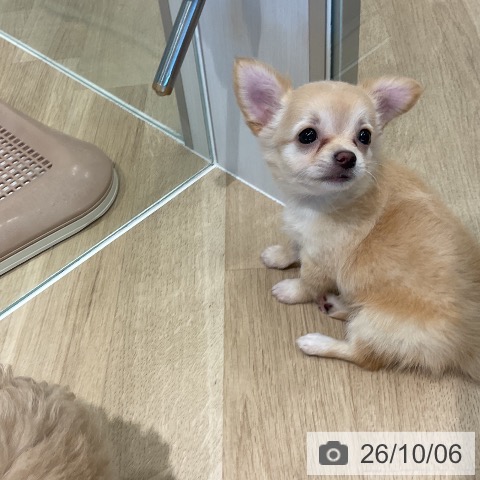 三重県のチワワ(ロング) (ペットプラス 鈴鹿店/2026年8月5日生まれ/女の子/クリームホワイト)の子犬の4枚目の画像