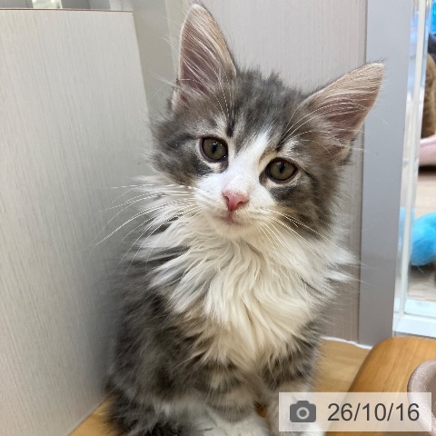 愛知県のノルウェージャンフォレストキャット (ペットプラス 豊田店/2026年8月5日生まれ/男の子/ブルータビーホワイト)の子猫の4枚目の画像