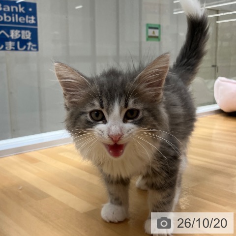 愛知県のノルウェージャンフォレストキャット (ペットプラス 豊田店/2026年8月5日生まれ/男の子/ブルータビーホワイト)の子猫の3枚目の画像