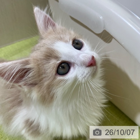 富山県のノルウェージャンフォレストキャット (ペットプラス 高岡店/2026年8月5日生まれ/女の子/クリームタビーホワイト)の子猫の4枚目の画像