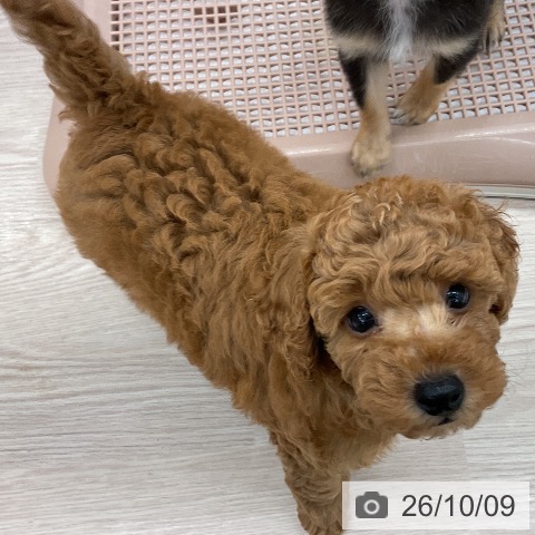 福井県のトイプードル(トイ) (ペットプラス 福井店/2026年8月1日生まれ/男の子/レッド)の子犬の4枚目の画像