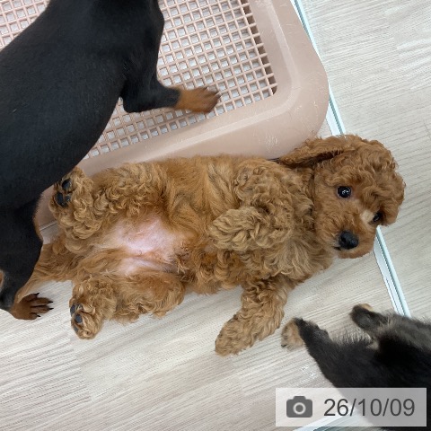福井県のトイプードル(トイ) (ペットプラス 福井店/2026年8月1日生まれ/男の子/レッド)の子犬の3枚目の画像