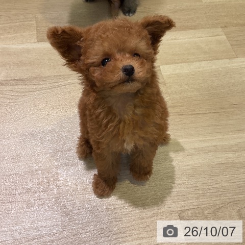 愛知県のトイプードル(トイ) (ペットプラス 岡崎店/2026年8月4日生まれ/女の子/レッド)の子犬の3枚目の画像