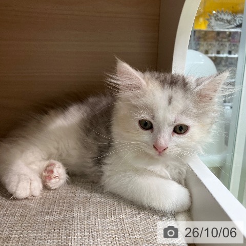 サイベリアンの写真