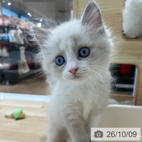 愛知県のサイベリアン (ペットプラス 熱田店/2026年8月6日生まれ/男の子/ブルーポイントバイカラー)の子猫の3枚目の画像