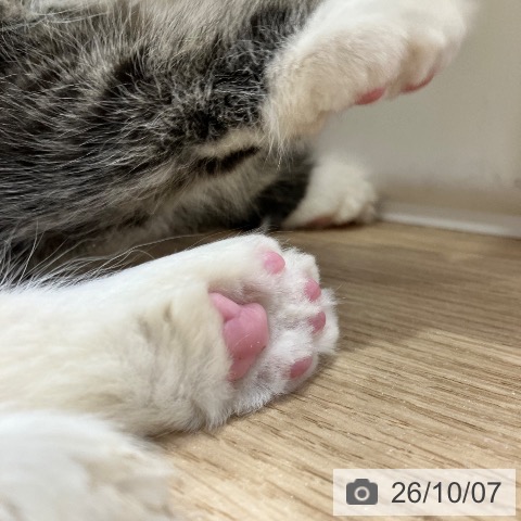 メインクーンの写真