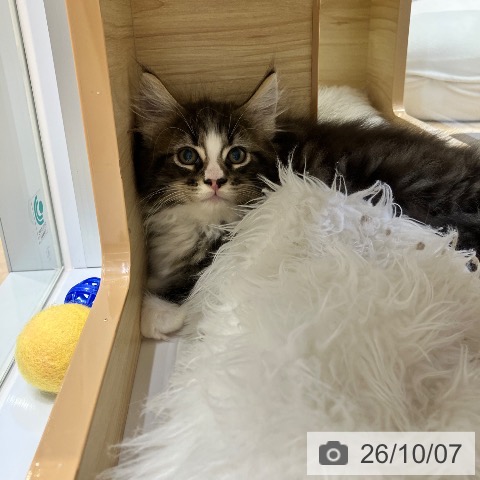 メインクーンの写真