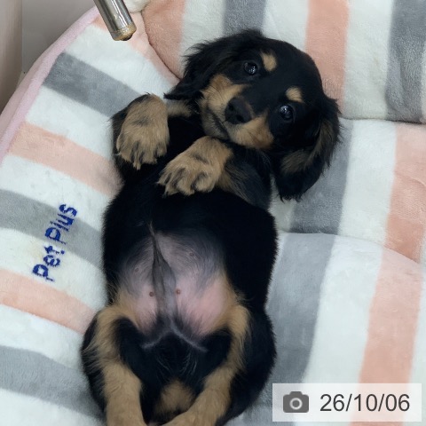 ミニチュア・ダックスフンドの写真