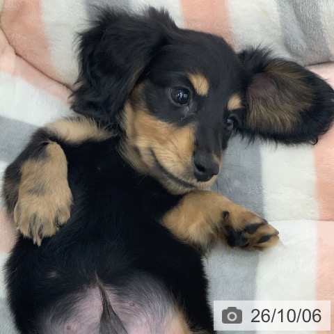ミニチュア・ダックスフンドの写真