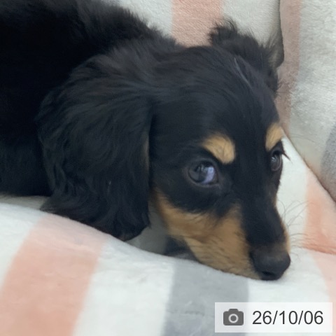 ミニチュア・ダックスフンドの写真