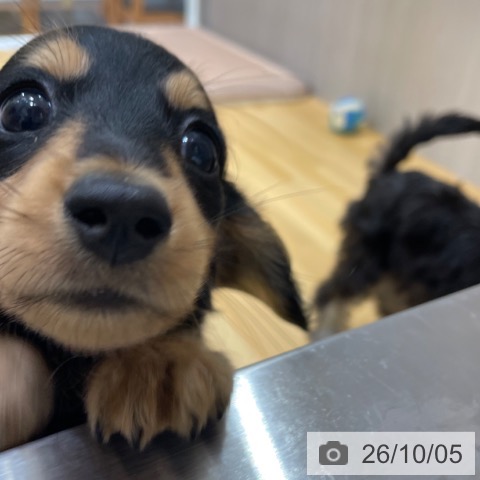 ミニチュア・ダックスフンドの写真