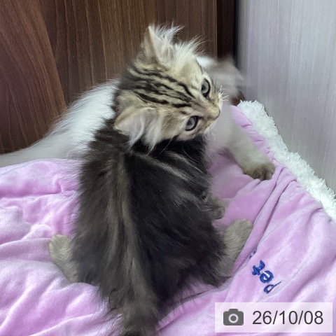 三重県のスコティッシュフォールド (ペットプラス 津南店/2026年7月16日生まれ/男の子/ブラウンタビー)の子猫の4枚目の画像