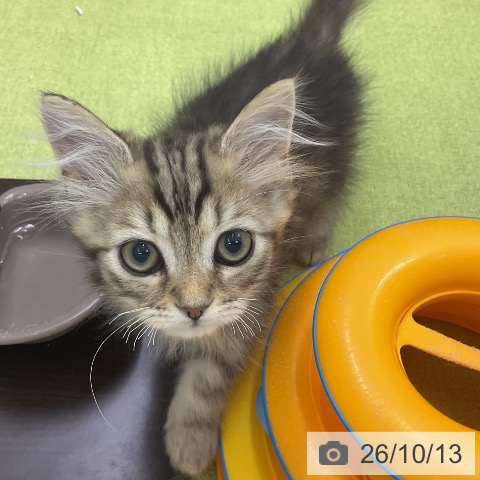 三重県のスコティッシュフォールド (ペットプラス 津南店/2026年7月16日生まれ/男の子/ブラウンタビー)の子猫の4枚目の画像