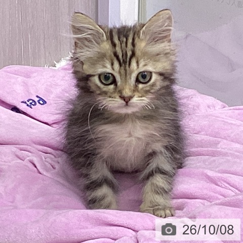 三重県のスコティッシュフォールド (ペットプラス 津南店/2026年7月16日生まれ/男の子/ブラウンタビー)の子猫の3枚目の画像