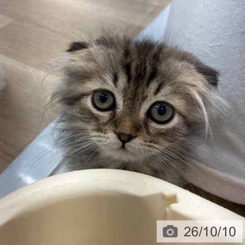 スコティッシュフォールドの写真