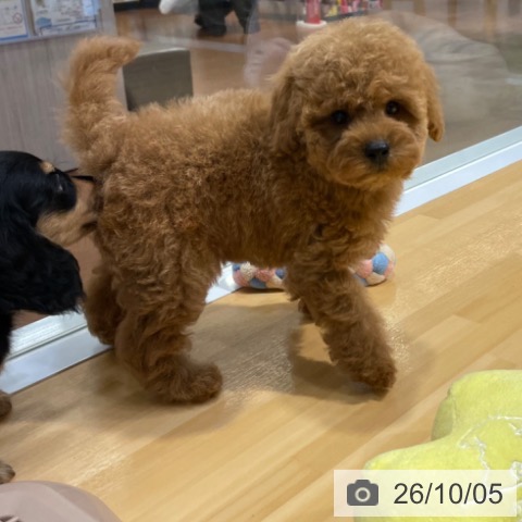 トイ・プードルの写真