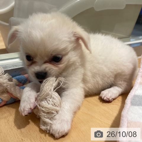 鹿児島県のチワワ(ロング) (ペットプラス 姶良店/2026年8月6日生まれ/男の子/クリームホワイト)の子犬の4枚目の画像