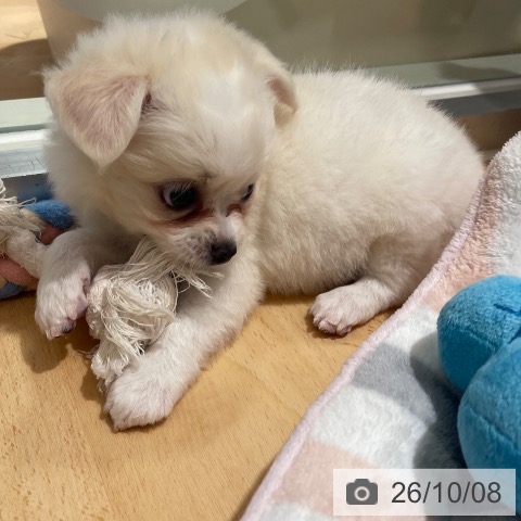 鹿児島県のチワワ(ロング) (ペットプラス 姶良店/2026年8月6日生まれ/男の子/クリームホワイト)の子犬の3枚目の画像
