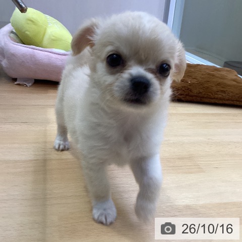 愛知県のチワワ(ロング) (ペットプラス 三好店/2026年8月6日生まれ/女の子/クリームホワイト)の子犬の4枚目の画像