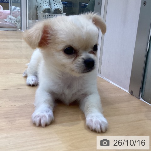愛知県のチワワ(ロング) (ペットプラス 三好店/2026年8月6日生まれ/女の子/クリームホワイト)の子犬の3枚目の画像