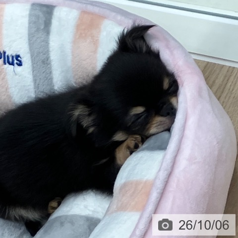 岐阜県のチワワ(ロング) (ペットプラス 各務原店/2026年8月6日生まれ/男の子/ブラックタン)の子犬の3枚目の画像